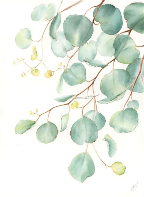 Euclyptus leaves in 2020 | Botanical illustration watercolor, Line art ...