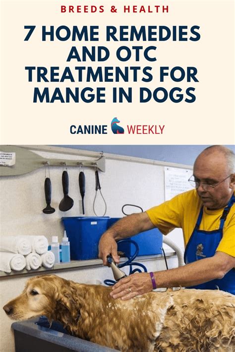 7 Effective Home Remedies for Mange in Dogs | Canine Weekly | Dog mange, Dog remedies, Mange ...