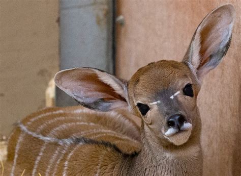 Lesser Kudu Baby