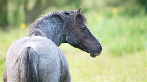 What is a Blue Roan Horse? Breeds, Names, Colors, & Pictures