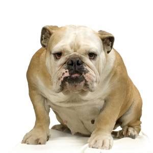 Types Of Dog Mange – Answers To All Types Of Questions | TypesOf.com