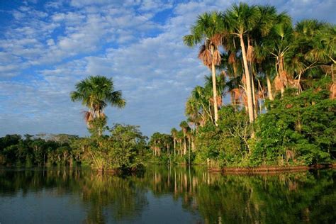 Omagua o Selva Baja. Región Madre de Dios. Puerto Maldonado.Reserva ...