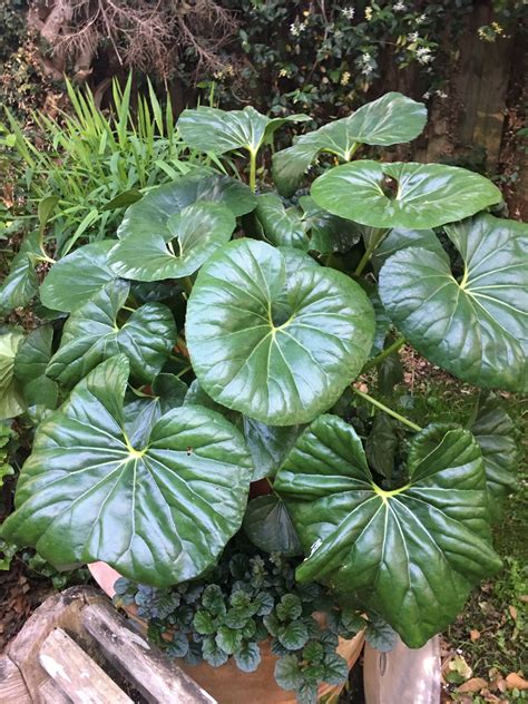 Farfugium Gigantuam "Tractor Seat Plant" | Pool landscaping, Landscaping with rocks, Shade plants