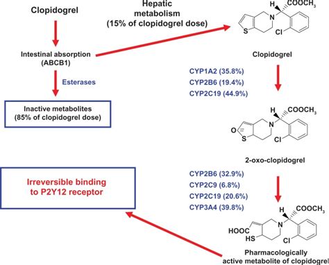 Mechanism of action of clopidogrel. Abbreviations: ABCB1, ATP-binding ...