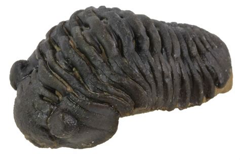 .85 Acastoides Trilobite Fossil - Morocco (#86457) For Sale - FossilEra.com