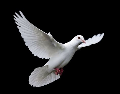 Aesthetic Sharer ZHR on Twitter | Dove images, White doves, Bird photo