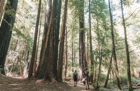 9 Best Places to See Redwoods Near San Francisco in 2023