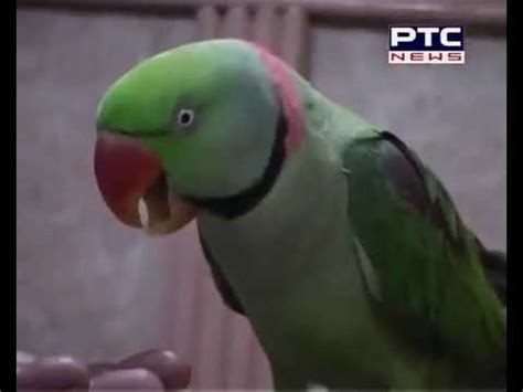 MITHU PARROT...TOTA - YouTube