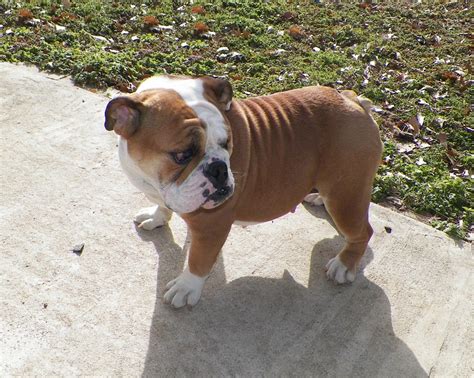 Are Mini Bulldogs Real