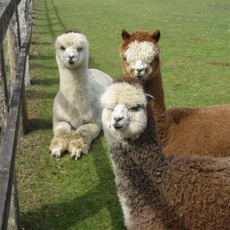 Amazing Alpaca Walking Near Me in East Anglia 2024