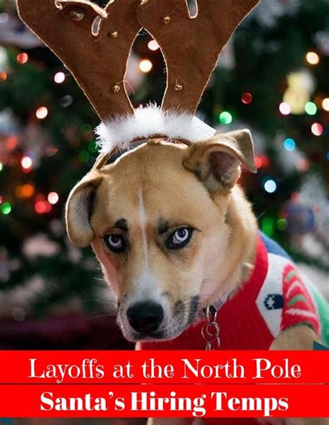 13+ Funny Christmas Card Ideas For Your Dog | Dog christmas card, Christmas humor, Funny ...