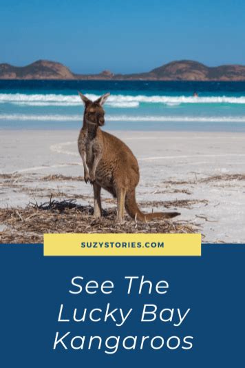 Guide To Seeing The Lucky Bay Kangaroos | Suzy Stories