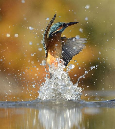 A perfect shot of kingfisher diving straight into the water from 720,000 photos in 6 years ...