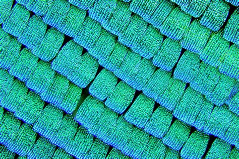 Sea Green Swallowtail Butterfly Wing Scales Photograph by Karl Gaff / Science Photo Library ...