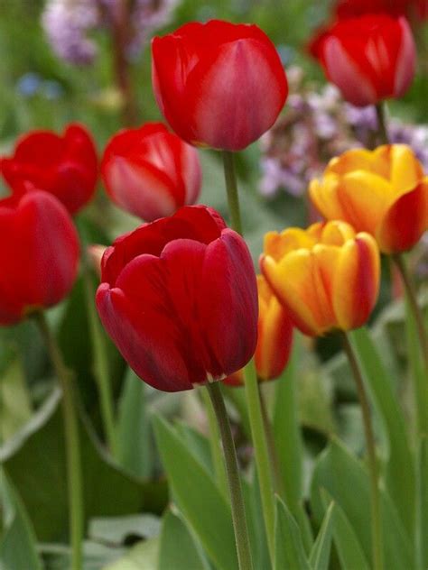 Hermosos tulipanes | Beautiful flowers, Tulips garden, Creative gardening