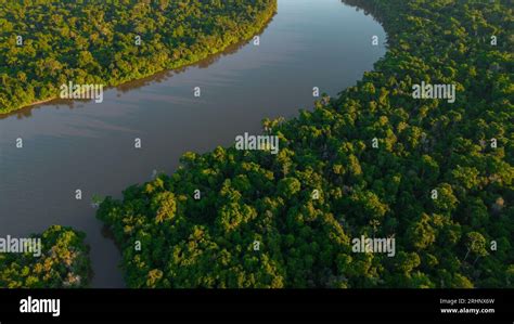 River of the Peruvian Amazon that has floodplain forests on the sides, jungle full of wildlife ...