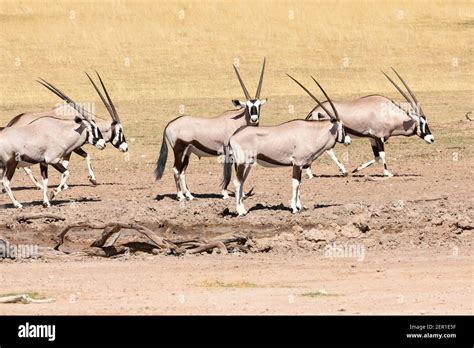 Gemsbok or Gemsbuck (Oryx gazella) herd at waterhole in Auob River, Kgalagadi Transfrontier Park ...