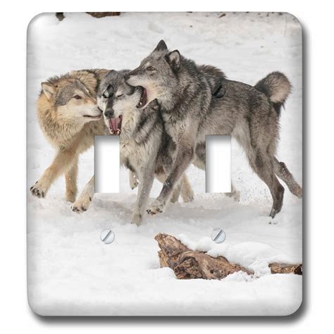 3dRose Gray Wolf pack behavior in winter, canis lupus, Montana - Double Toggle Switch (lsp ...