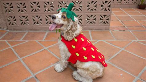 19 Adorable DIY Dog Costumes for Halloween