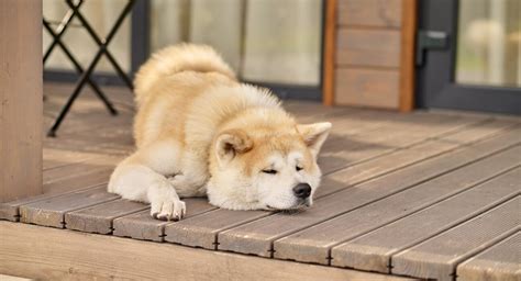 Japanese Dog Breeds - Welcome to Dog Breeder