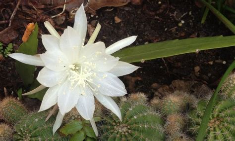 From my garden; "Dama de noche" :" lady of the night". The flower of ...