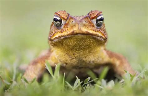 Cane Toad - Description, Habitat, Image, Diet, and Interesting Facts