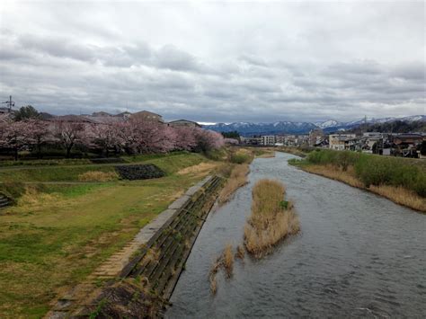 Kanazawa Hanami Cherry Blossom Guide | JAPAN Forward