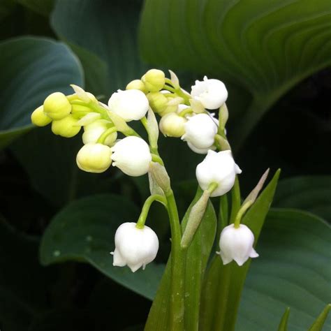 Convallaria majalis