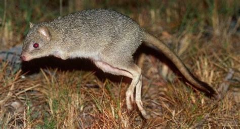 Northern bettong - Alchetron, The Free Social Encyclopedia