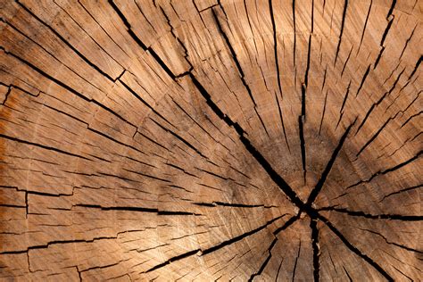 Tree Stump Texture Free Stock Photo - Public Domain Pictures