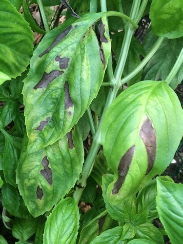 Basil (Ocimum basilicum): Downy mildew, caused by Peronosp… | Flickr