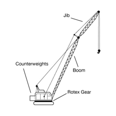 Cranes: Everything You Need To Know