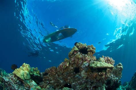 This Glass-Bottom Kayak Adventure Will Show You Hawaii's Oceans Like ...