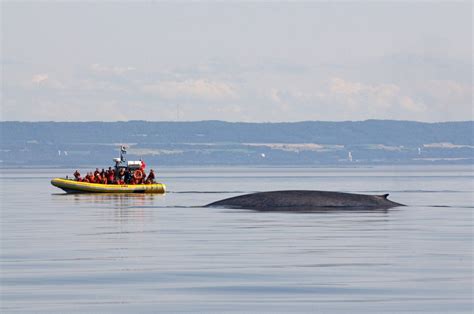 Best Things To Do In Quebec: Let's Go Whale Watching in Tadoussac! | For Two, Please | Whale ...