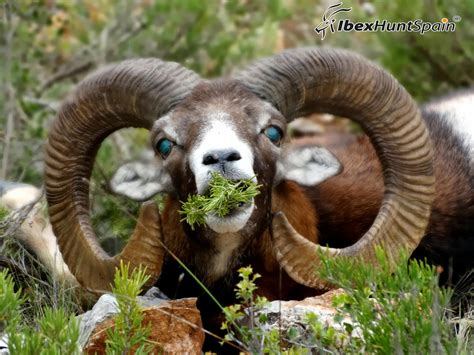 Spanish ibex | European Mouflon | ibexhuntspain | | Ibex Hunting in Spain