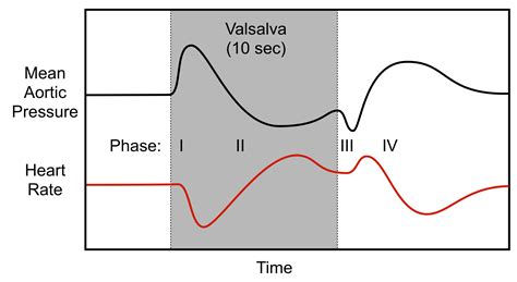 CV Physiology | Hemodynamics of a Valsalva Maneuver