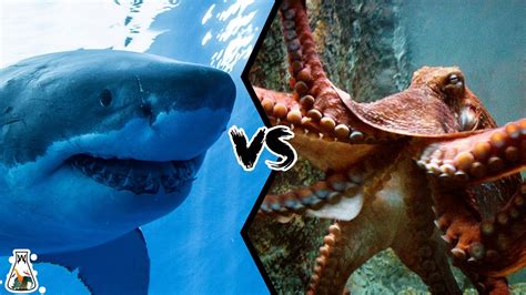 Nature's Epic Showdown: Enormous Octopus Faces Off Against a Giant Shark in a Battle Royale ...