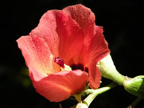 Hau Tree by Patrick McNally, Molokai | Hibiscus tiliaceus is… | Flickr