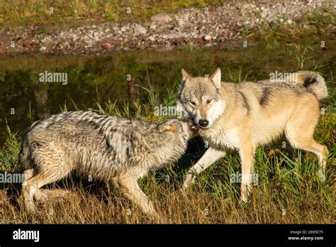 Wolf playing with pup hi-res stock photography and images - Alamy