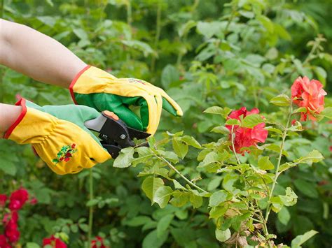 Best Time To Prune Roses In Cape Town Roses Pruning Prune When Plants ...