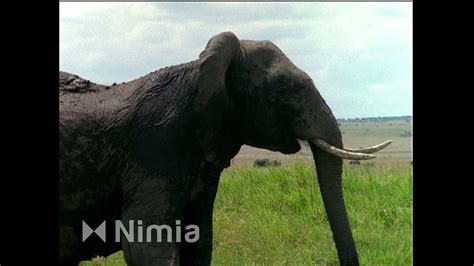 Baby Einstein Stock Footage - Elephant - YouTube