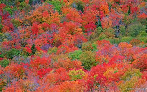 Fall Foliage Wallpaper