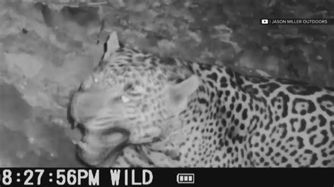 Arizona man who recorded new jaguar sighting speaks out | 12news.com