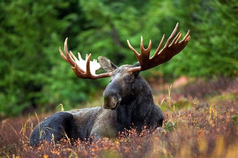 The Wildlife of Banff National Park