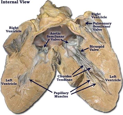 Pig Heart Anatomy