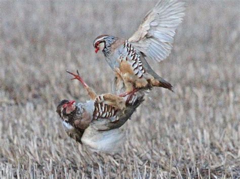 Red-legged Partridges, Hilborough (Norfolk), 27-Feb-11 in 2020 ...