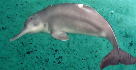 The baiji: why this extinct river dolphin still matters | Natural ...