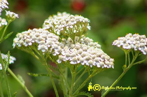 Appalachian Wildflowers – LLOYD'S LENS PHOTOGRAPHY LLC