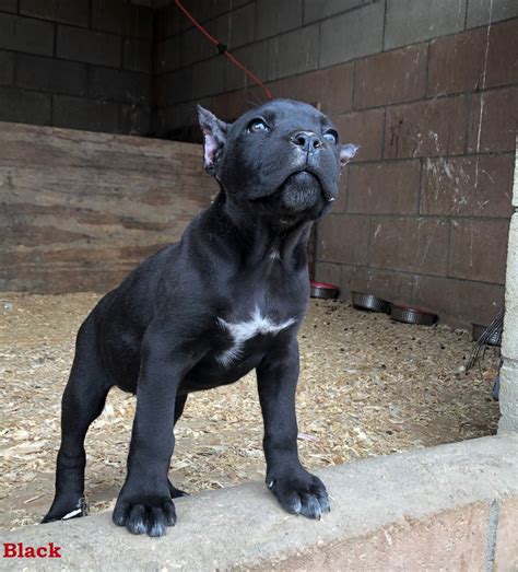 49+ Cane Corso California Breeders Image - Bleumoonproductions