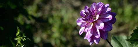 Free Images : nature, blossom, white, purple, petal, bloom, green, banner, botany, flora ...